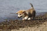 CORGI PEMBROKE 747